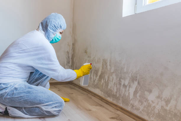 Black mold inspection in Margarettsville